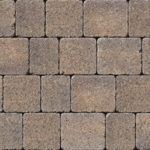 Tegula - Image 6