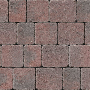 Tegula - Image 7