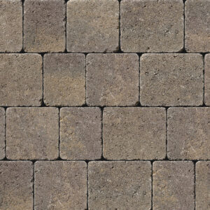 Tegula - Image 8