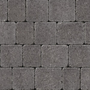 Tegula - Image 9
