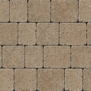 Tegula - Image 10