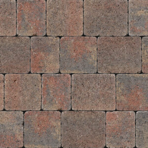 Tegula - Image 11