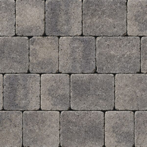 Tegula - Image 13